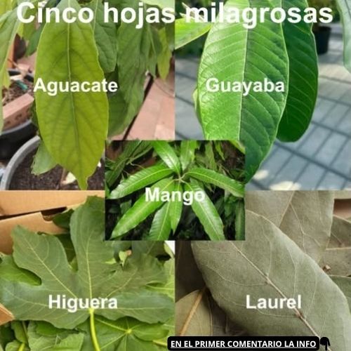 Cinco hojas milagrosas