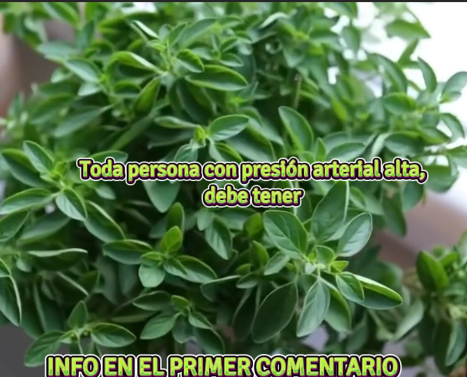 Albahaca para controlar la presión arterial