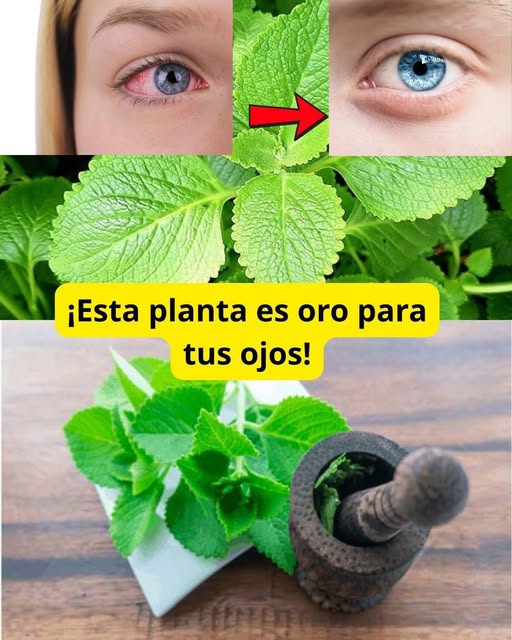 Planta de Menta Cubana