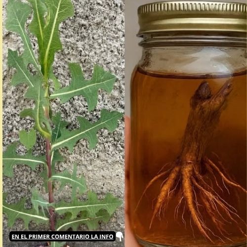 Raíz de planta medicinal en tintura