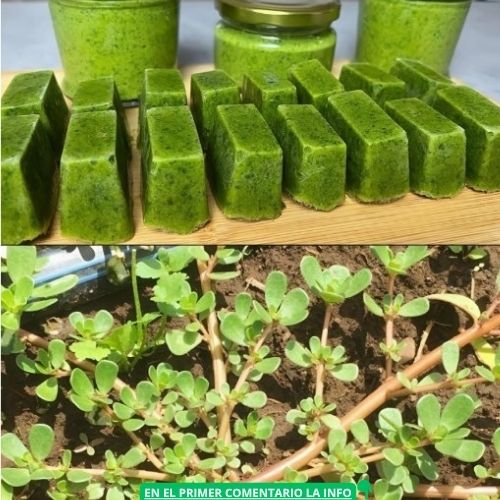 Verdolaga fresca en un jardín