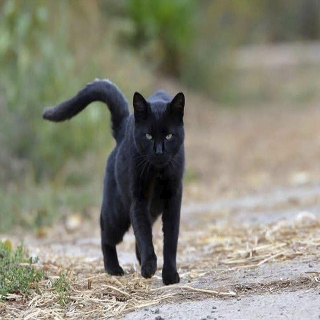 Gato negro caminando por un camino de tierra
