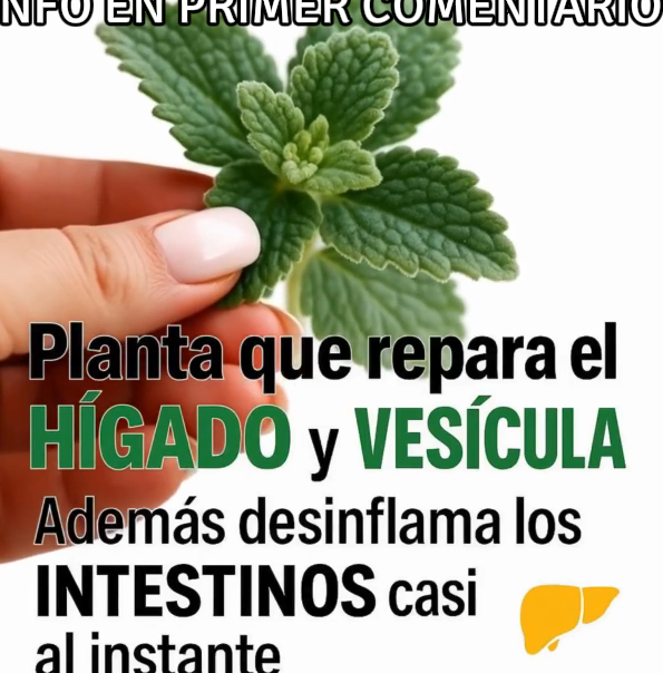 Planta de Alcachofa