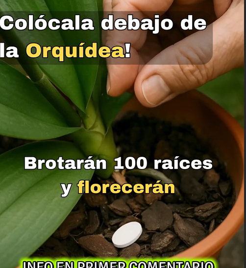Orquídeas floreciendo