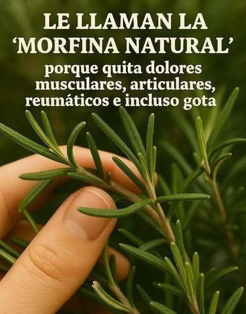 Romero, la planta medicinal