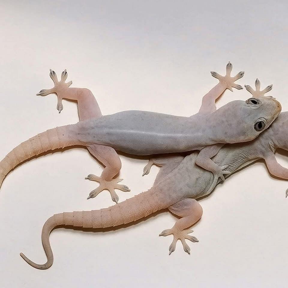 Geckos escalando