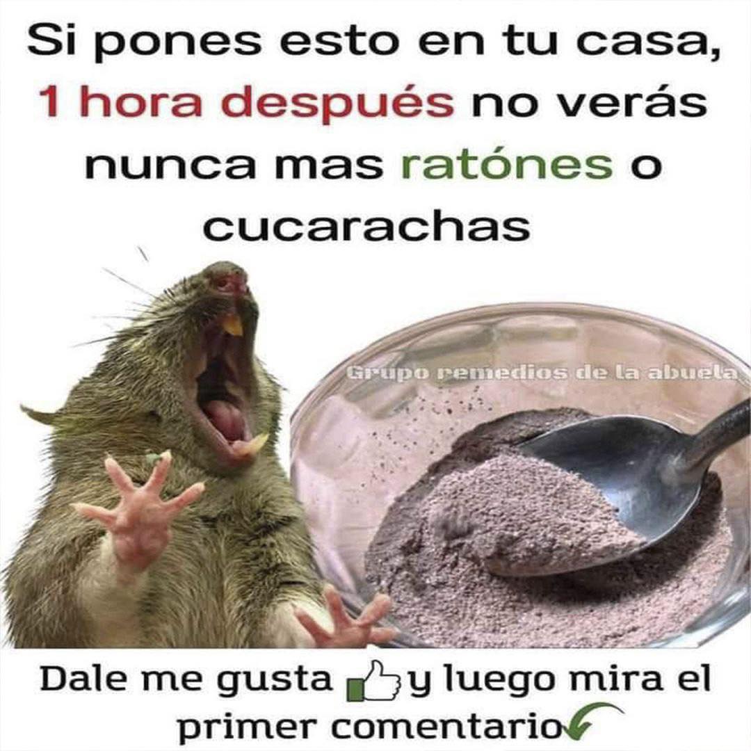 Mezcla casera para ahuyentar ratones y cucarachas