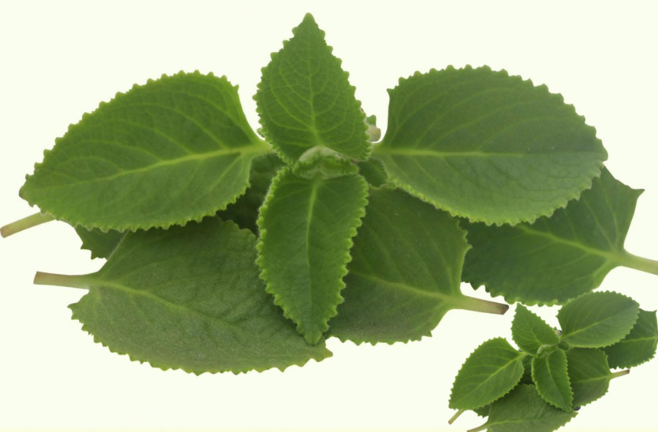 Hojas de orégano cubano