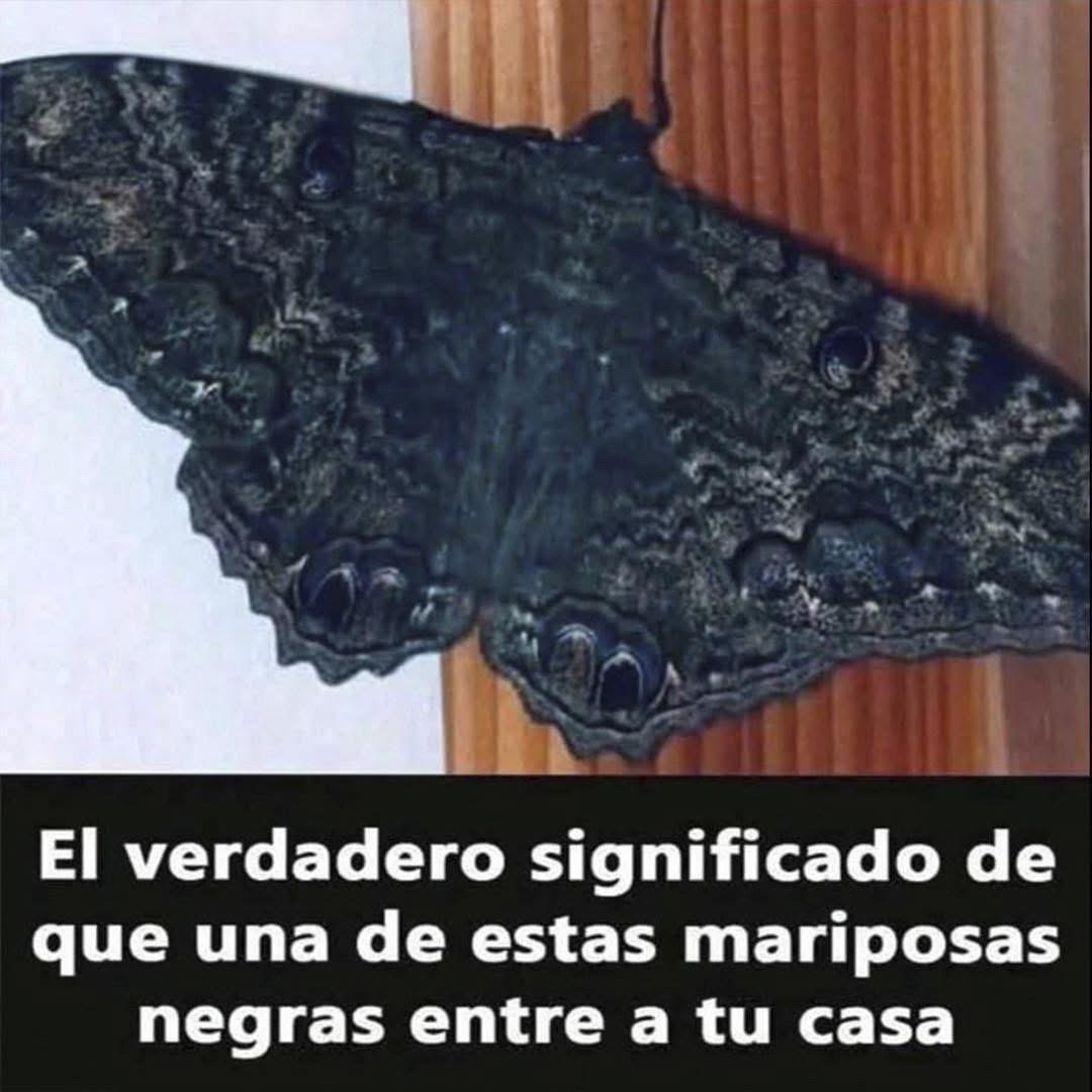 Mariposa negra posada en madera