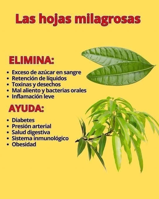 Hojas Milagrosas