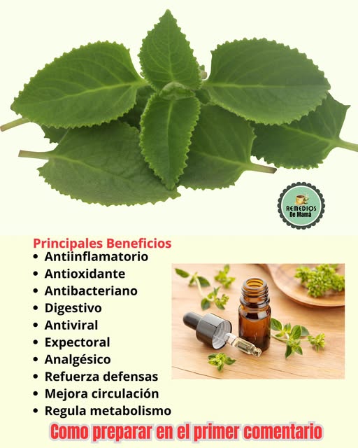 Hoja de orégano cubano