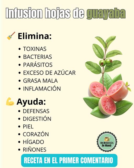 Infusión de hojas de guayaba