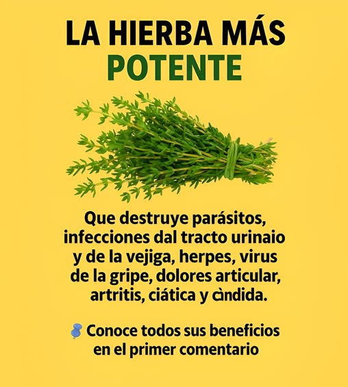 Tomillo, la hierba potente