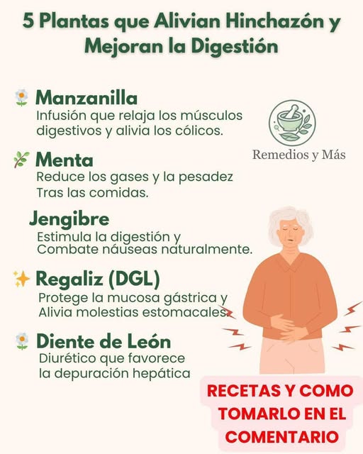 Infografía sobre 5 Plantas que Alivian Hinchazón y Mejoran la Digestión