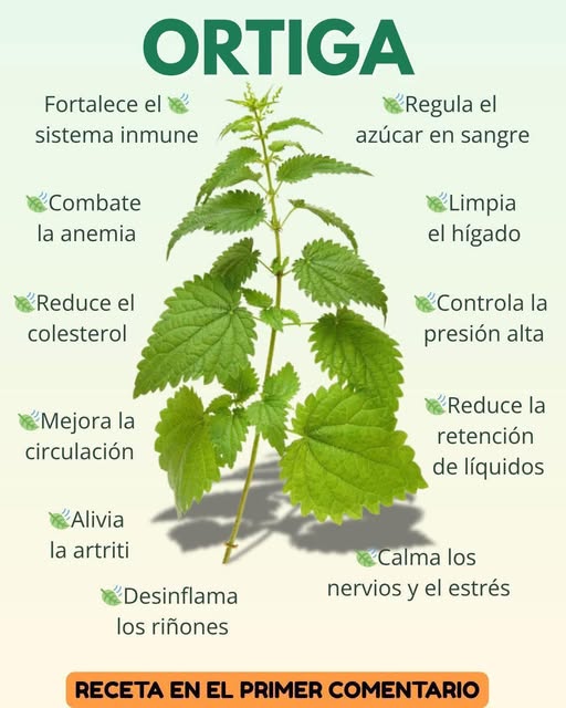 Planta de Ortiga