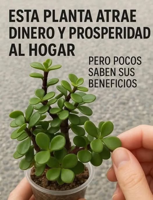 Planta de Jade