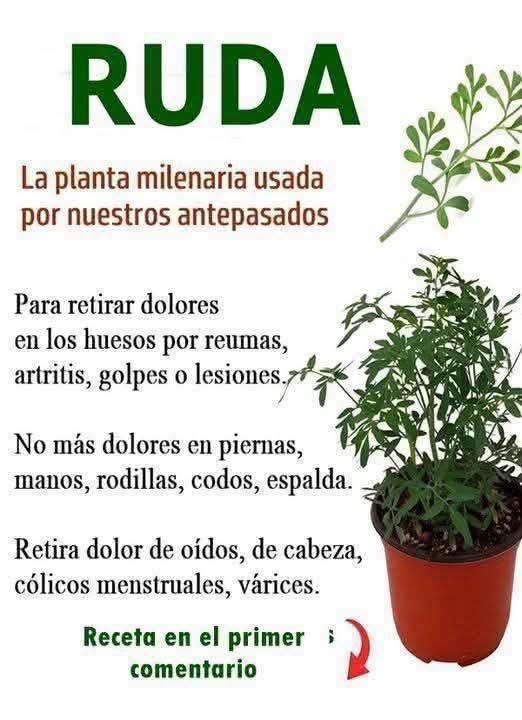 Planta de Ruda en una maceta