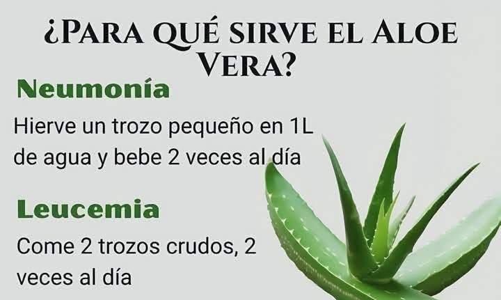 Planta de Aloe Vera