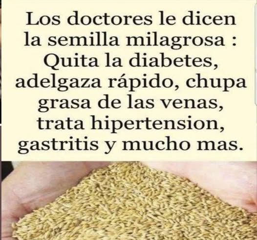 Alpiste, la semilla milagrosa