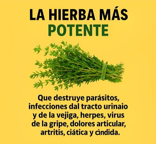 Tomillo: La hierba potente