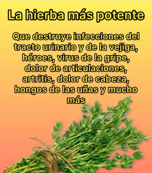 La hierba más potente: Tomillo