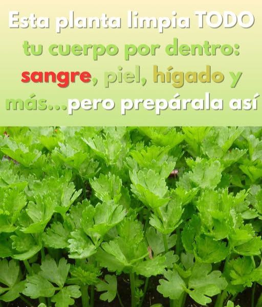 Jugo de apio, zanahoria y manzana