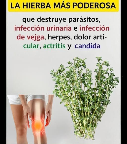 Tomillo: La hierba poderosa para la salud