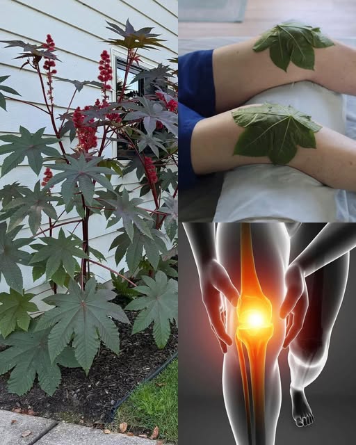Hojas de ricino para tratamiento del dolor de rodillas