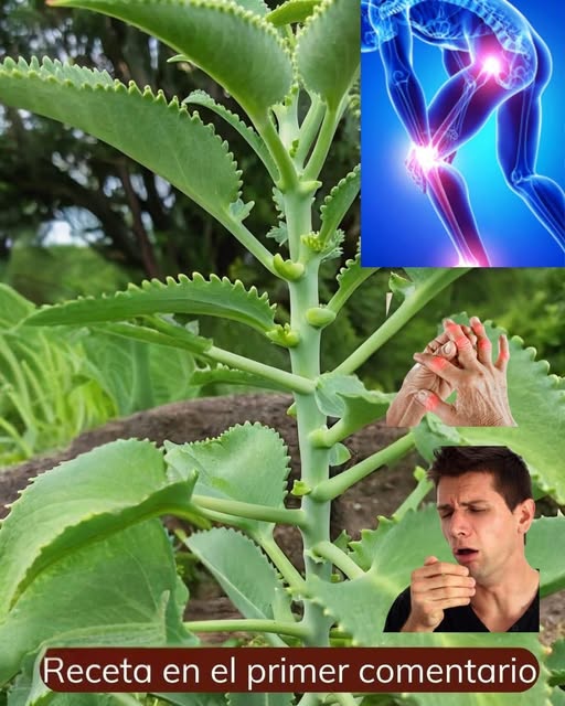 Beneficios del Kalanchoe