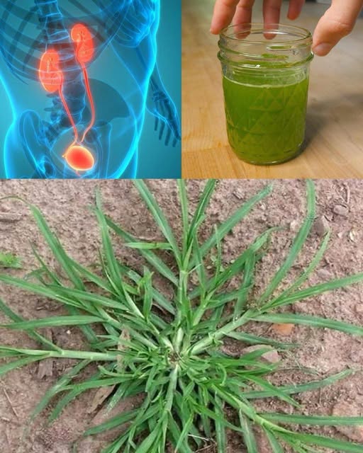 Pasto de ganso - Usos medicinales