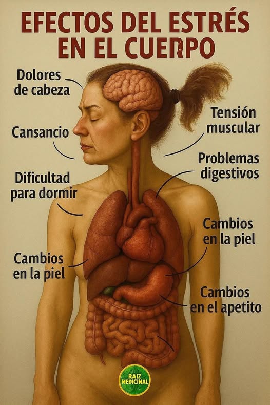 Efectos del Estrés en el Cuerpo Humano