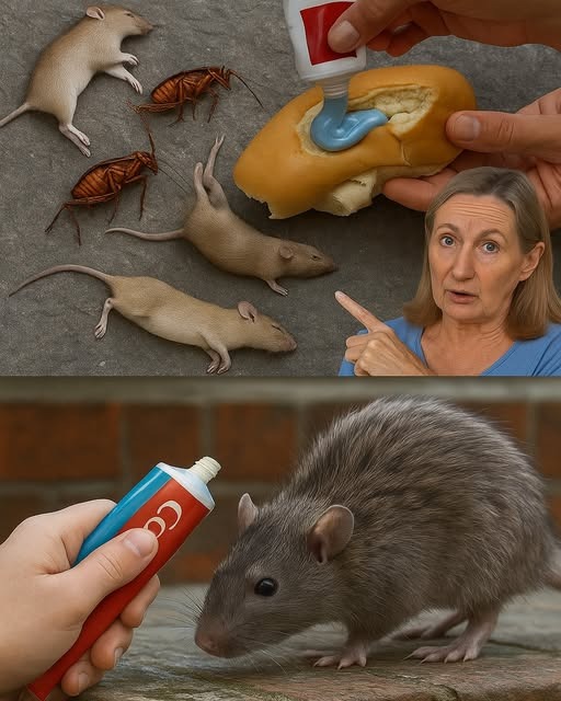 Remedio casero para eliminar ratones y cucarachas