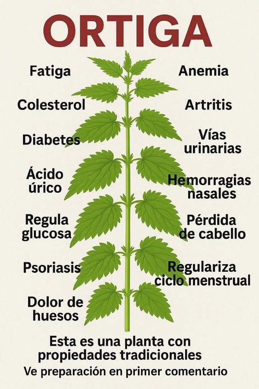 Beneficios de la ortiga