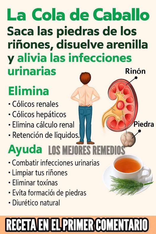 Beneficios de la Cola de Caballo para la Salud Renal