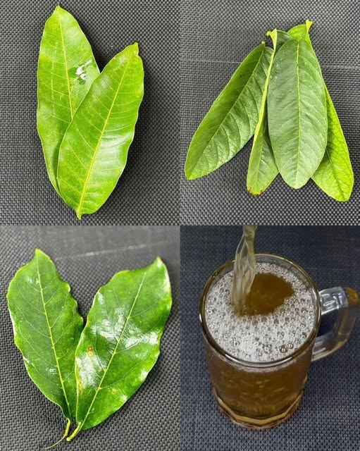Hojas curativas y bebida de infusión