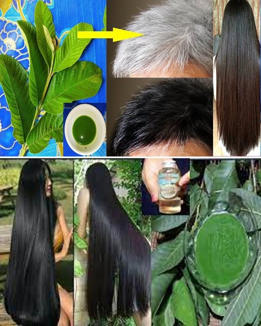 Hojas de guayaba y tratamiento para el cabello