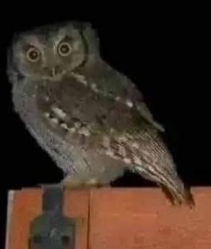 Búho posado sobre estructura de madera