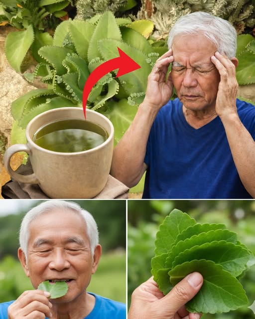 Kalanchoe como remedio natural