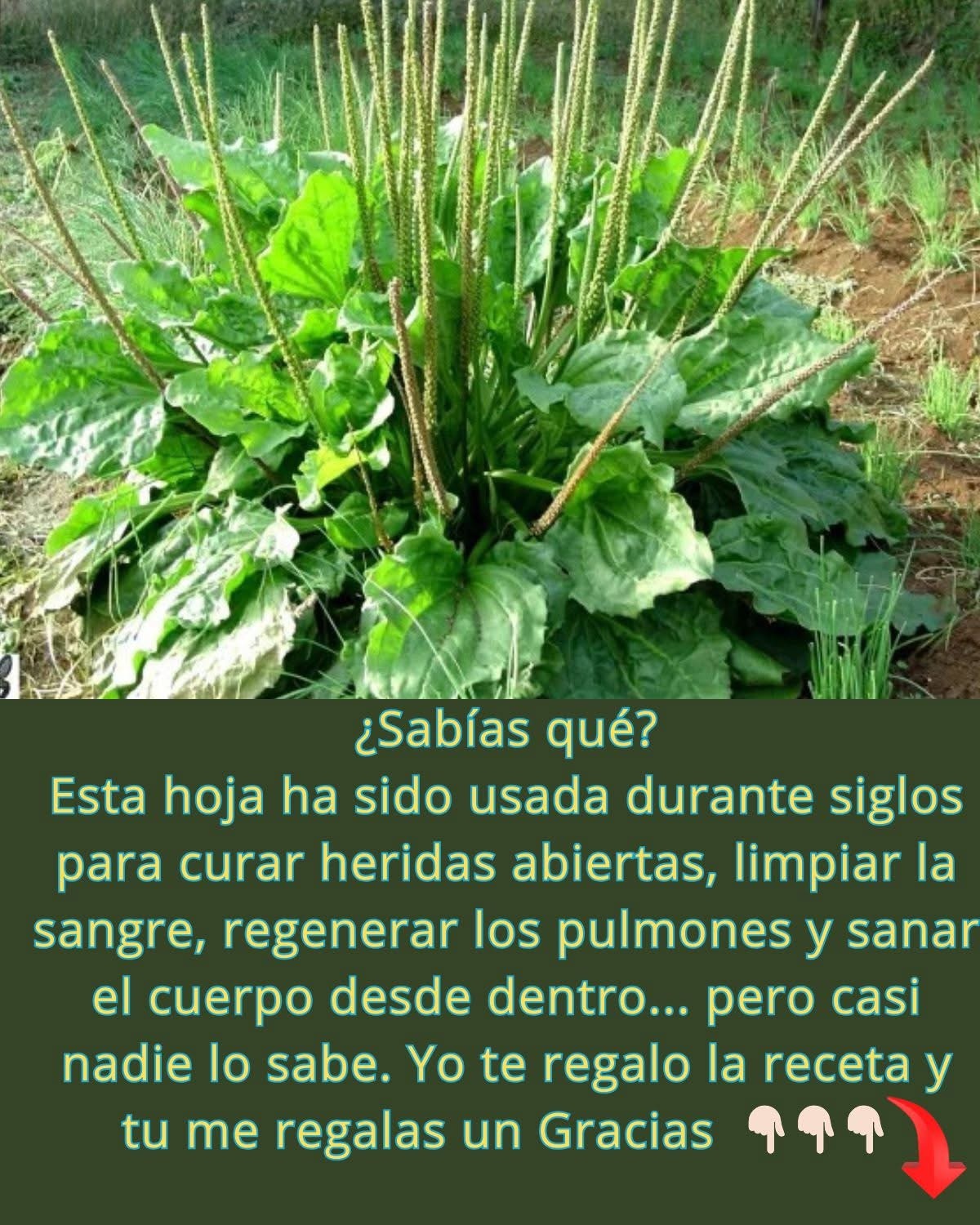 Llantén, Plantago