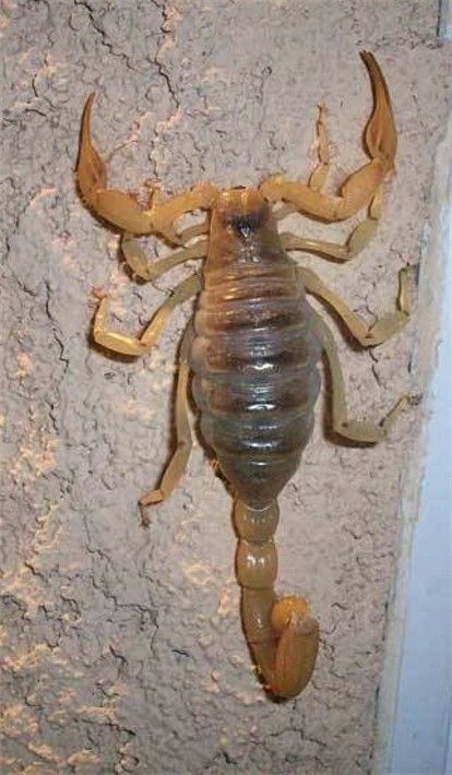 Alacrán en una pared