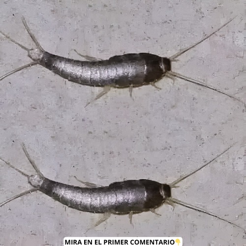 Pececillos de plata en el hogar