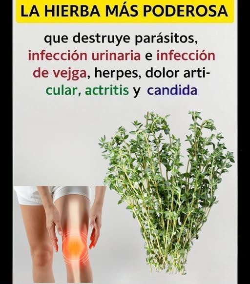 Tomillo y sus beneficios para las articulaciones