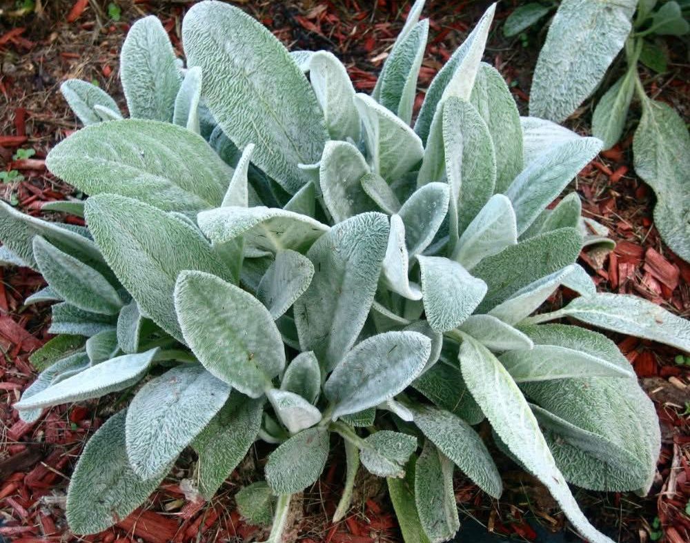 Planta de Salvia
