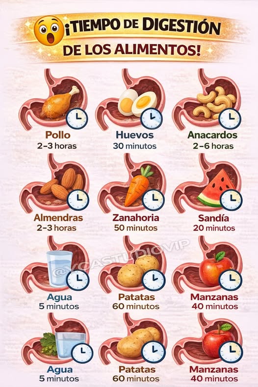 Infografía sobre los tiempos de digestión de diferentes alimentos