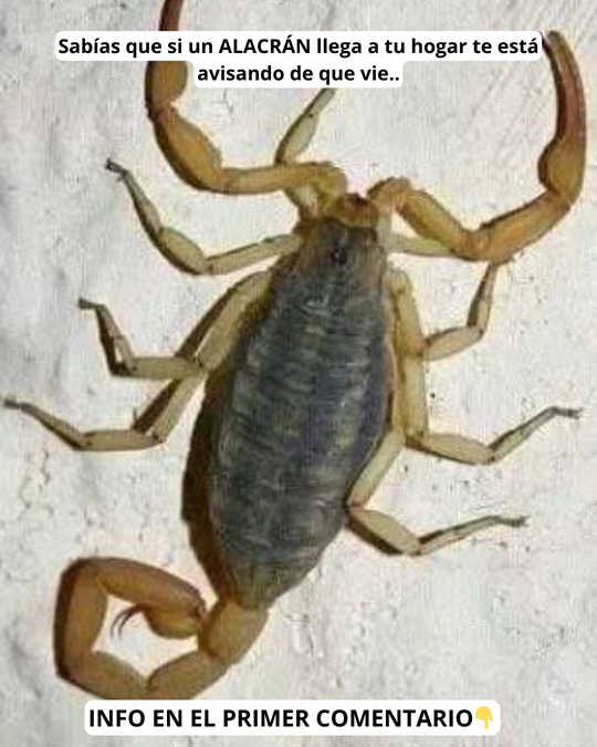 Alacrán sobre una superficie clara