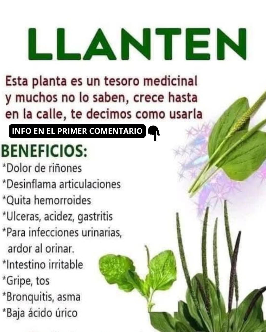 Llantén planta medicinal