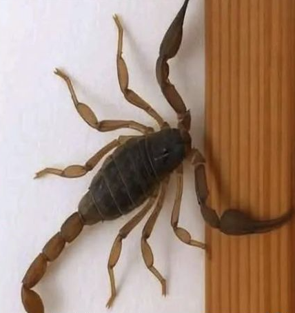 Escorpión trepando una pared