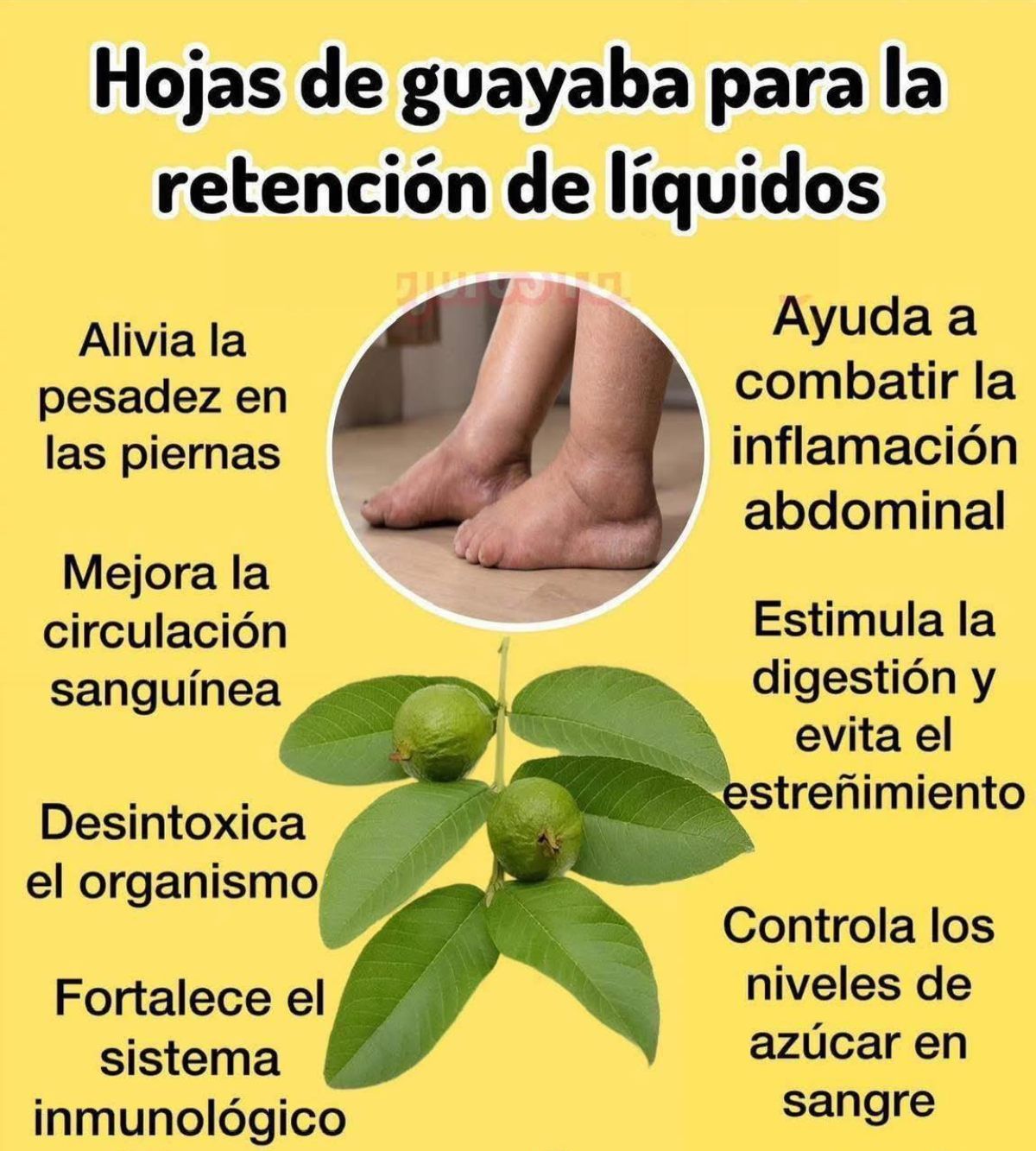 Beneficios de las hojas de guayaba
