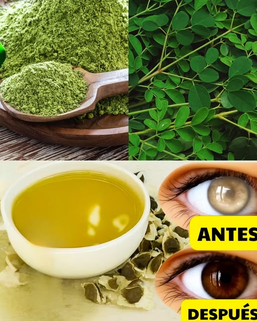 Moringa en diferentes formas