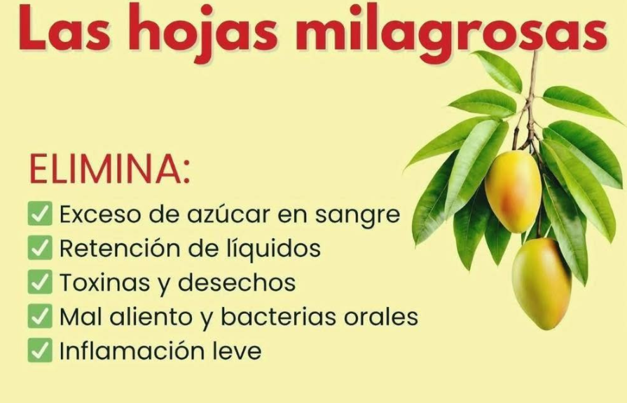 Infusión de hojas milagrosas